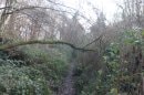 Forêt de Bord